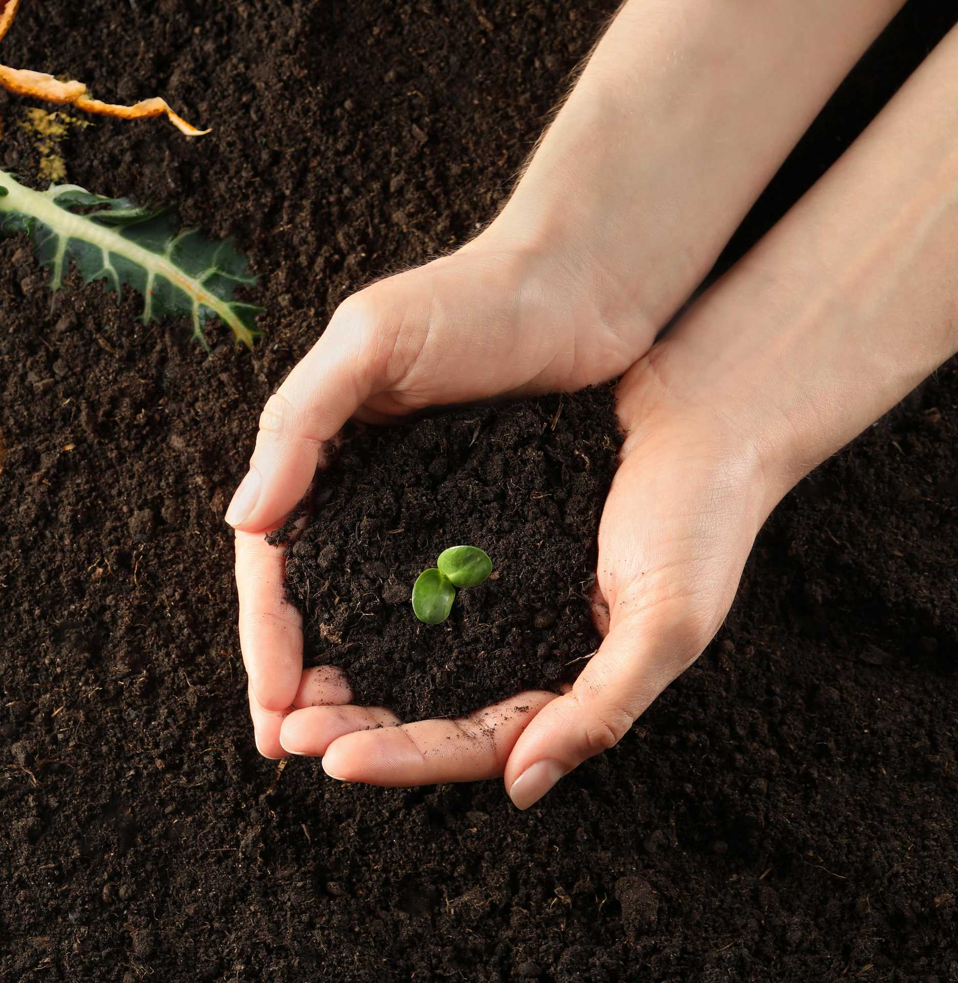 Abonos (compost) de variedad vegetal