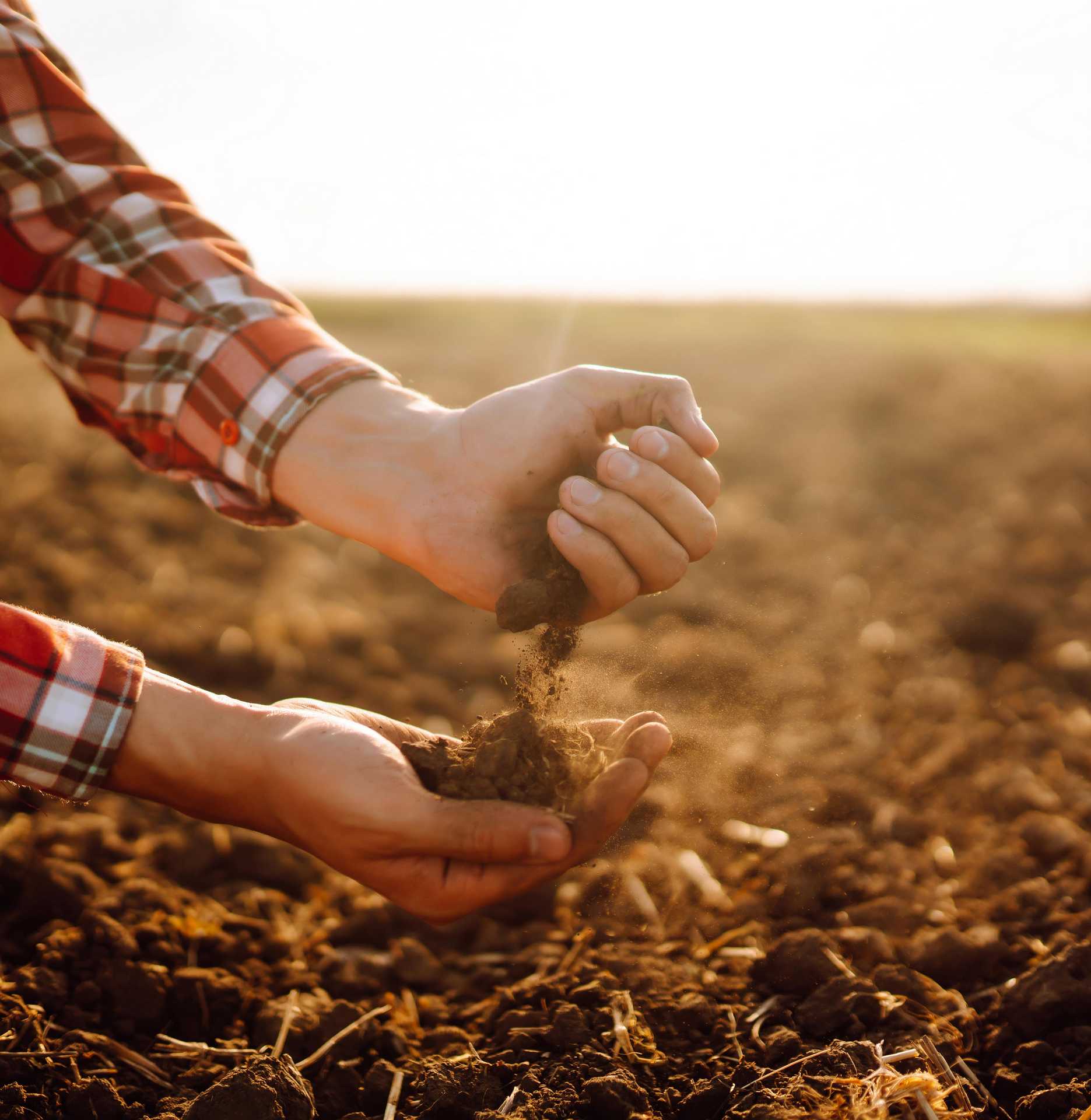 Tierra vegetal y compost (tierra enriquecida para la siembra)